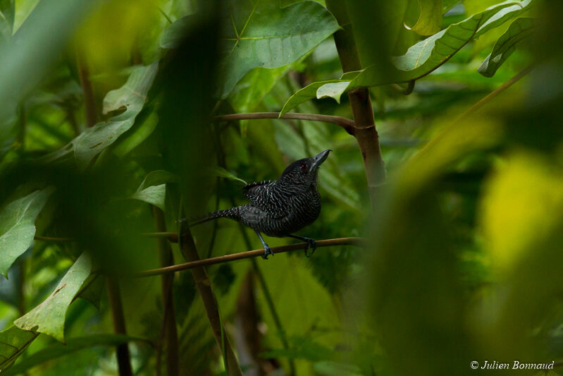 Fasciated Antshrike male adult