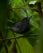 Fasciated Antshrike