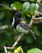 Black-crested Antshrike