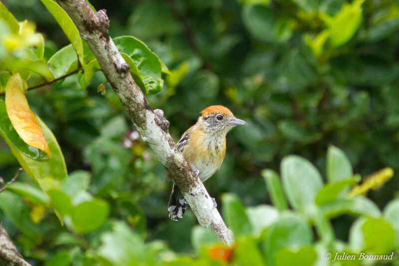 Black-crested Antshrike female adult