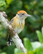 Black-crested Antshrike