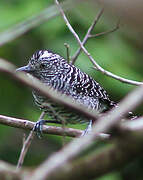 Barred Antshrike