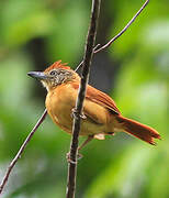 Barred Antshrike