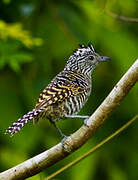 Barred Antshrike