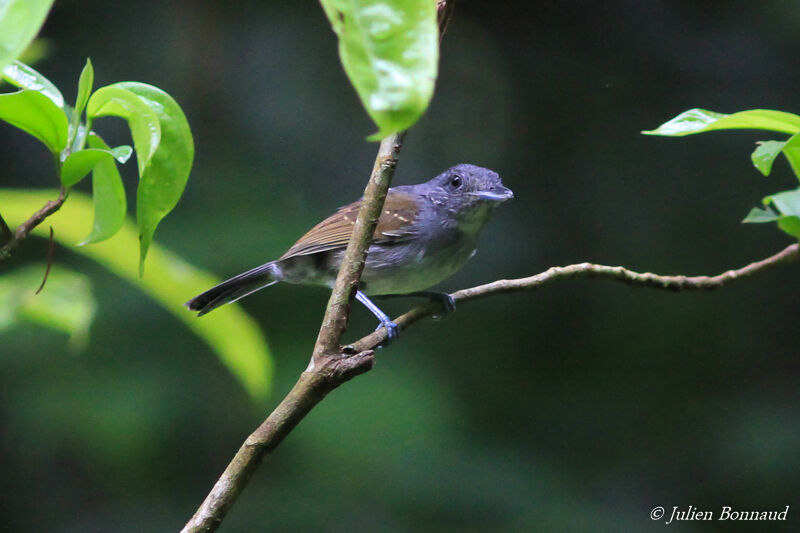 Mouse-colored Antshrike male adult