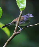 Mouse-colored Antshrike