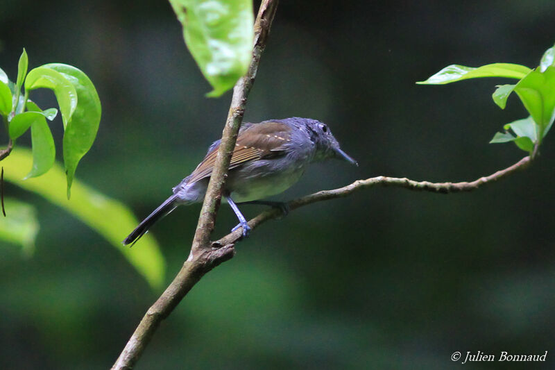 Mouse-colored Antshrike male adult