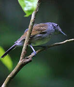 Mouse-colored Antshrike