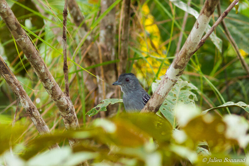 Northern Slaty Antshrike male adult