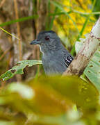 Northern Slaty Antshrike