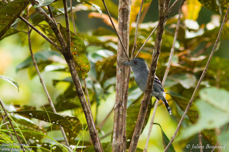 Northern Slaty Antshrike male adult, habitat