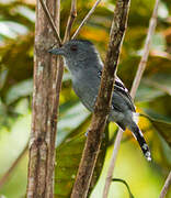 Northern Slaty Antshrike