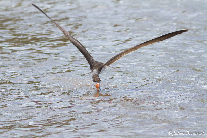 Black Skimmer