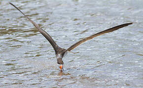 Black Skimmer