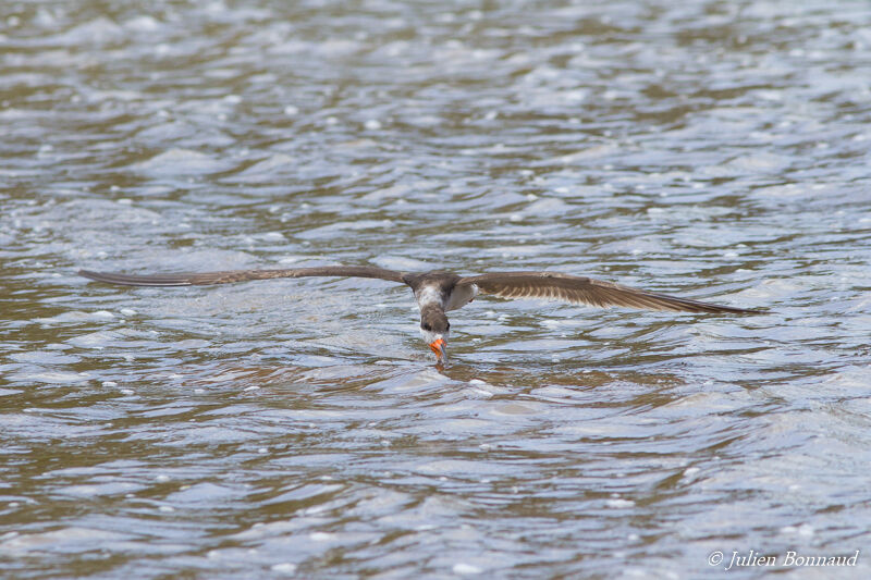 Black Skimmer