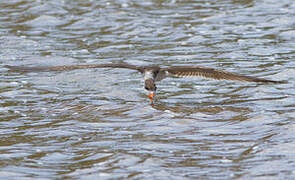 Black Skimmer