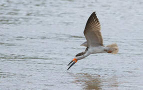 Black Skimmer