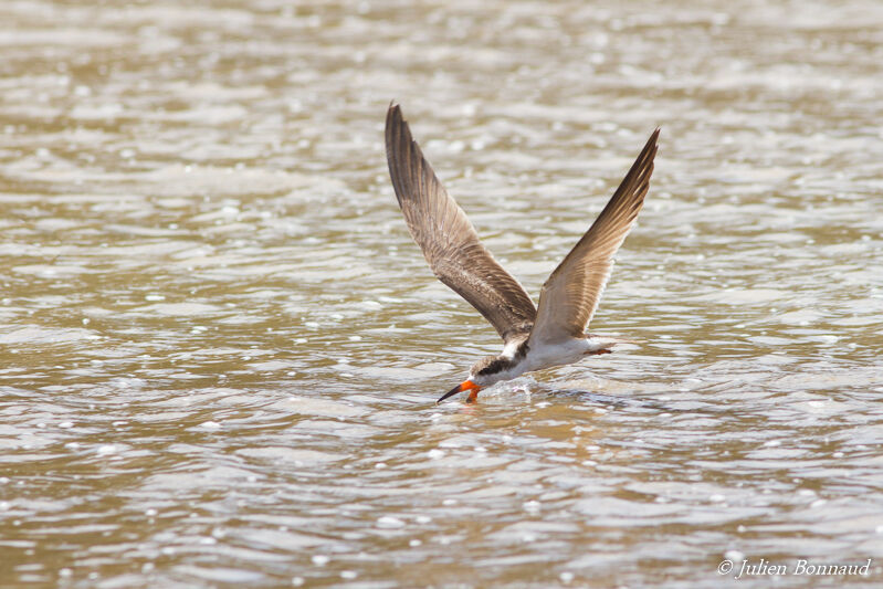 Black Skimmer