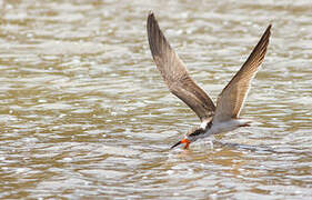 Black Skimmer