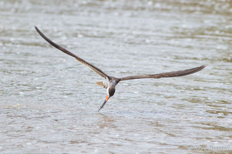 Black Skimmer