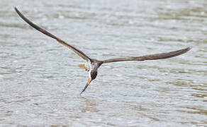 Black Skimmer