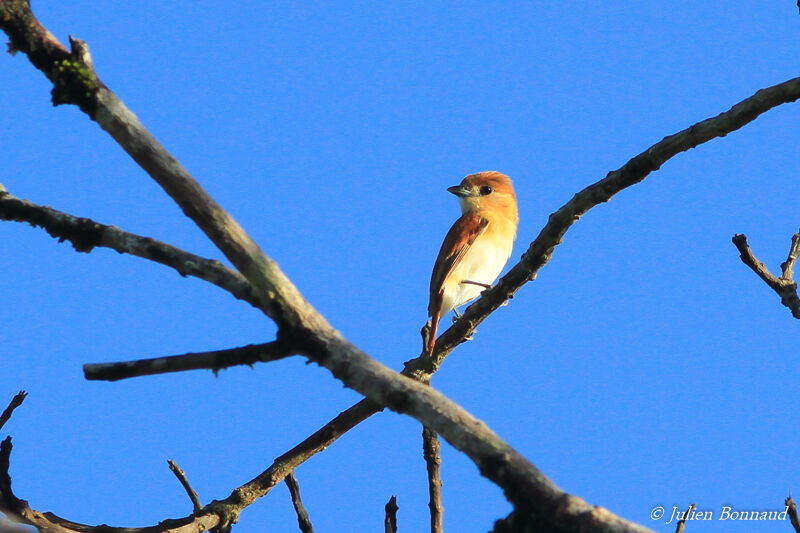 Cinereous Becard female adult