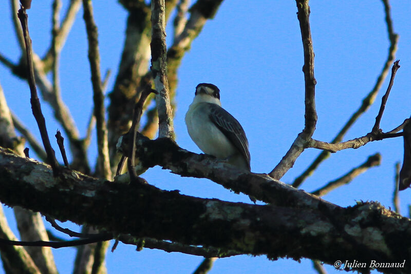 Cinereous Becard male adult