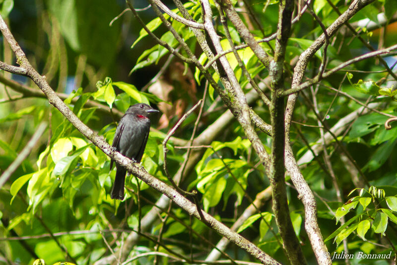 Pink-throated Becard male adult