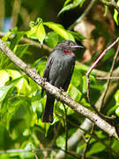 Pink-throated Becard