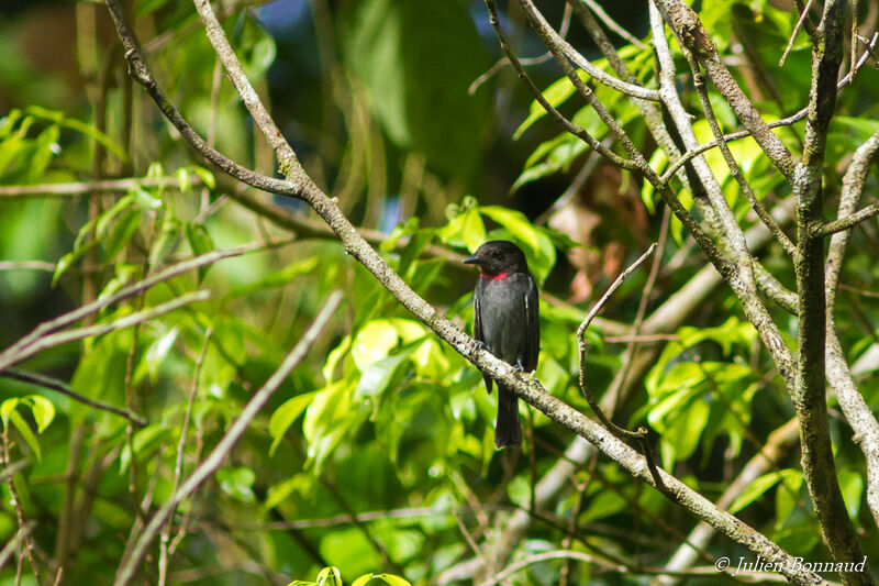 Pink-throated Becard male adult