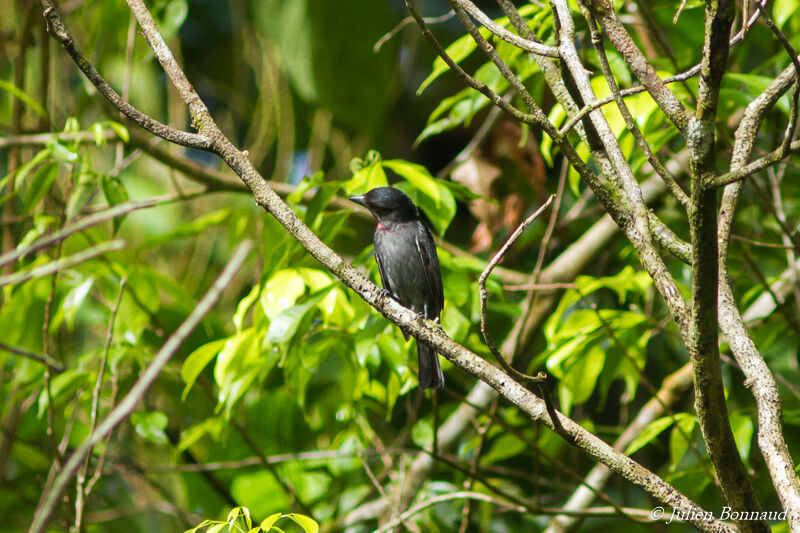 Pink-throated Becard male adult