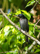 Pink-throated Becard