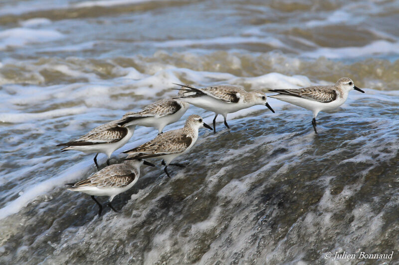 Sanderling