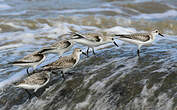 Bécasseau sanderling