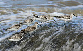 Sanderling