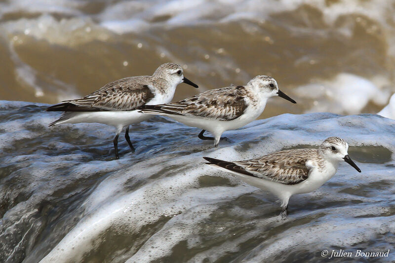 Sanderling