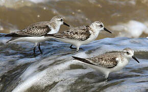 Bécasseau sanderling