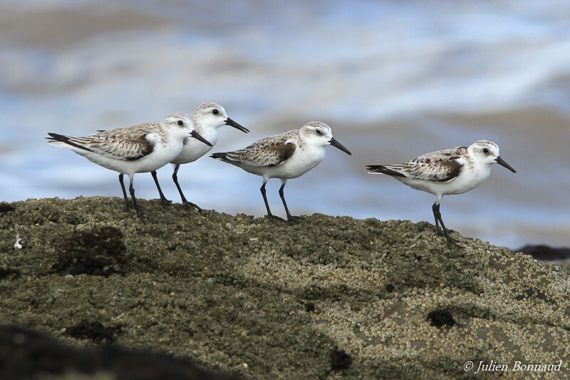 Sanderling