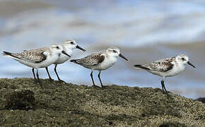 Bécasseau sanderling