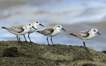 Bécasseau sanderling