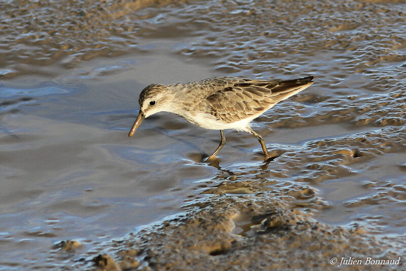 Bécasseau semipalméadulte transition, mange