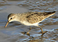 Semipalmated Sandpiper