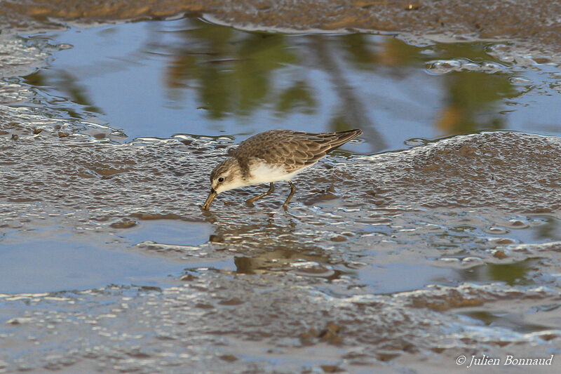 Semipalmated Sandpiperadult post breeding, eats