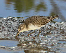 Semipalmated Sandpiper