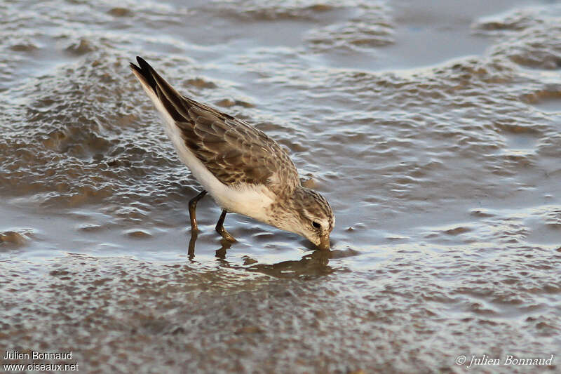 Bécasseau semipalméadulte internuptial, pêche/chasse