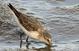 Semipalmated Sandpiper