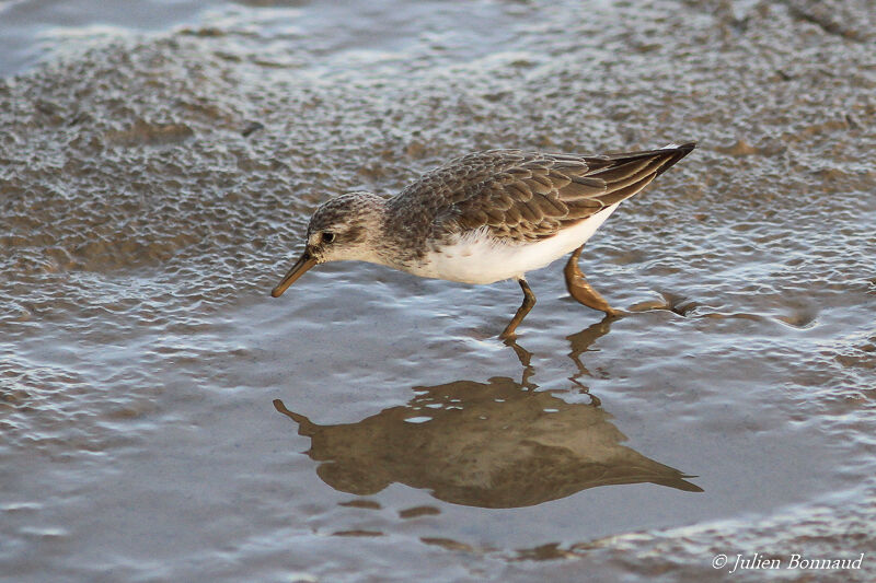 Semipalmated Sandpiperadult post breeding, eats