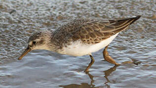 Semipalmated Sandpiper