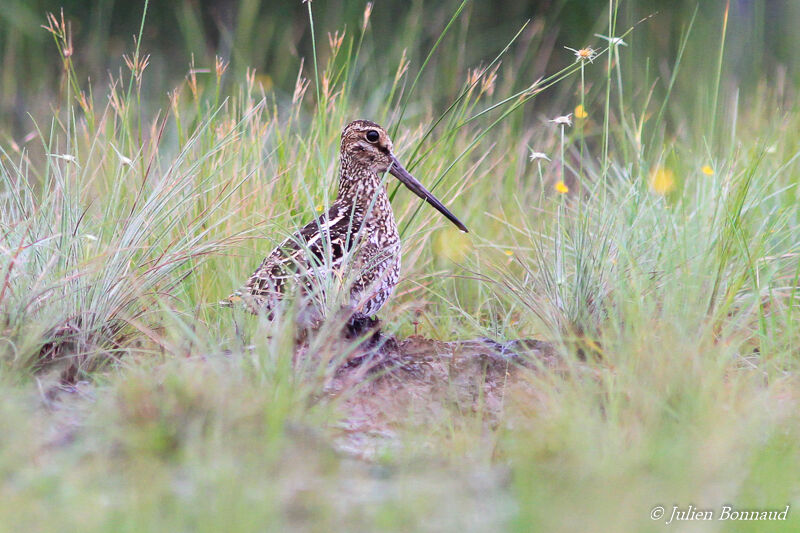 South American Snipe