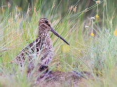 South American Snipe